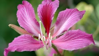 Golden Bauhinia FlowerFamous Tourist spots in Hong Kong [upl. by Giustino]