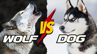 WOLF VS DOG  5 Surprising Differences You Never Knew [upl. by Rondi]