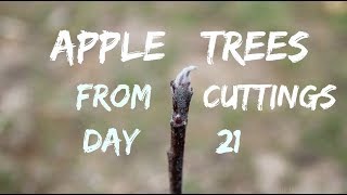 200 Free Apple Tree UPDATE 21 Days Later Starting Trees From Cuttings [upl. by Hakym195]