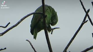 The yellowheaded parrot enjoys the cold or dull day [upl. by Ruel]