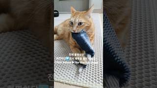 움직이는 물고기 장난감🐬각기 다른 고양이들의 반응ㅋㅋMoving fish toys reaction from different cats lol [upl. by Daughtry]