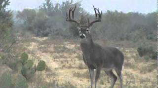 VENADO COLA BLANCA DE 18 PUNTAS TEMPORADA 20102011  NUEVO LAREDO [upl. by Gievlos567]