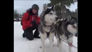 Hundeslæde udenfor Røros i Norge fra Rejseprogrammetdk [upl. by Hoo]