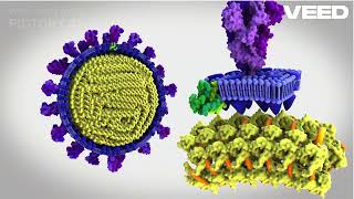 SARSCoV2 Structural component covid19 virus structure [upl. by Ytak915]