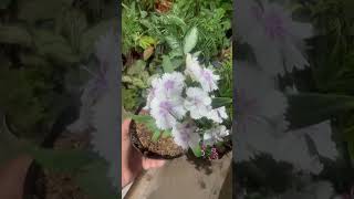 White verbena plant in my terrace garden gardening [upl. by Ynad]