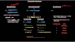 Lipids Part 9 of 11  Membrane Lipids  Sphingolipids [upl. by Anawik]