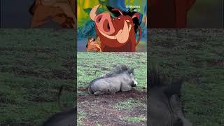 Timon y Pumba reyleon thelionking mufasa timonandpumbaa hakunamatata [upl. by Nuawed]