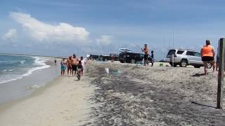 Shark caught at Shelly Island of the Coast of Hatteras Island Point [upl. by Lear]