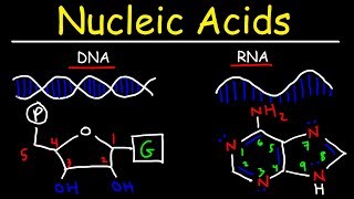 Nucleic Acids  RNA and DNA Structure  Biochemistry [upl. by Okeim]