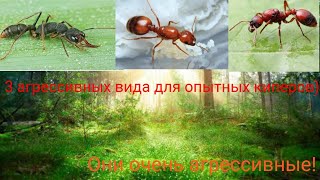 3 очень агрессивных вида для опытных киперов [upl. by Avi]