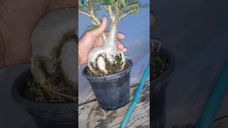 Adenium estacas robustas [upl. by Ynnattirb935]