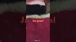 Jay Govinda Jay Gopal🙏🙏🪈🪈❤️❤️ [upl. by Entirb]