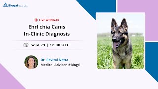 Ehrlichia Canis InClinic Diagnosis  Dr Revital Netta [upl. by Tenay]