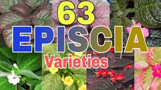 63 Episcia Varieties NAMES  identification [upl. by Filmore52]