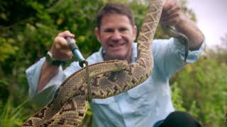 The Neotropical Rattlesnake [upl. by Ardnahsal]