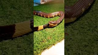 Why is the King Cobra called the King of Snakes shorts snake [upl. by Henriha]