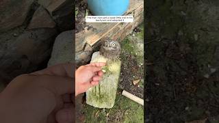 This man rescued a weak little owl in his backyard and adopted it animalshorts shortvideo [upl. by Asilrac]