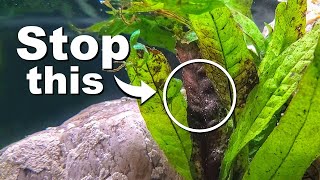 STOP Killing Your Aquarium Plants  10 Easy Mistakes to Avoid [upl. by Sikko987]