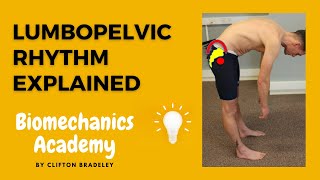 Lumbopelvic Rhythm Explained  FINALLY [upl. by Aicirtal]