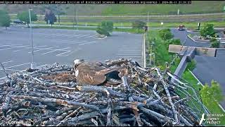 Iris Osprey with her first chick in 6 years June 12 2024 [upl. by Pavkovic685]