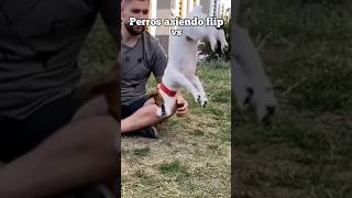 Perros vs gatos [upl. by Con]