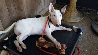 Bull Terrier Basic Obedience and Off Leash Control Take the Lead K9 Training [upl. by Backler]