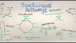 Important BIOCHEMICAL pathways [upl. by Alled]