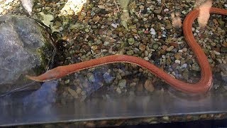 テングキノボリヘビ（上野動物園）Leafnosed Snake [upl. by Cassi997]