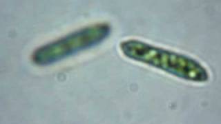 Euglena sp [upl. by Fuld908]