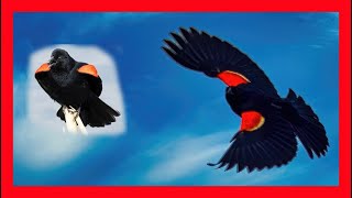 Redwinged Blackbird Song Redwinged Blackbird Call  Tordo Sargento Canto  Agelaius Phoeniceus [upl. by Ociredef583]