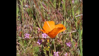 Antelope Valley Poppy Reserve Lancaster California [upl. by Llekram]