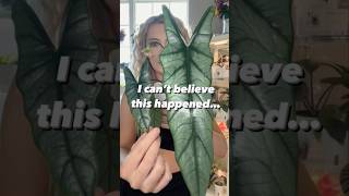 semihydro alocasia houseplants houseplant plantcare lechuza [upl. by Bary923]