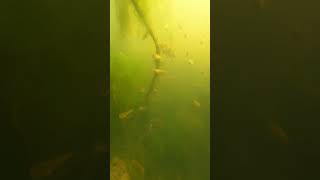 Underwater living  Most interesting nature videos underwaterlife fishvideo naturelovers 4kvideo [upl. by Holland]