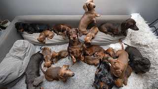 Funny Mini Dachshund dogs worldBreeding And Living with Dachshund  Funny wiener dogs Videos 2021 [upl. by Engle]