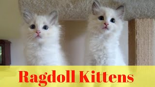 Ragdoll Kittens  Sweet and fluffy Ragdoll kittens [upl. by Nylecoj483]