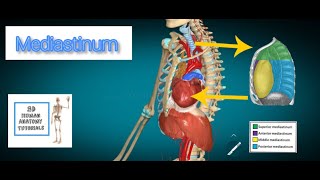 Mediastinum Anatomy I Human Anatomy Tutorial [upl. by Ainoet]