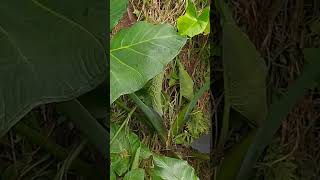 Oreja de elefante y black magic alocasia colocasia orejadeelefante plantas plantasornamentales [upl. by Ahsoet]