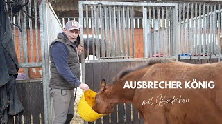 Ausbrecher König Böckchen [upl. by Ennire791]