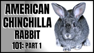 American Chinchilla Rabbit 101 Part 1 [upl. by Anined]