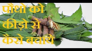 पौधो पर कीड़े है तो करे यह आसान उपाय ORGANIC PESTICIDE FOR PLANTS हिंदी में [upl. by Anilatak316]