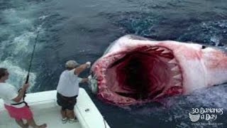 Megalodon Shark Caught on Tape 2014  UpClose Footage by Scared Fisherman [upl. by Kayne]