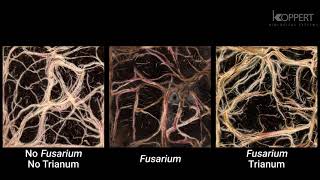 Trichoderma harzianum T22 combats Fusarium in maize roots – Koppert [upl. by Drhacir706]