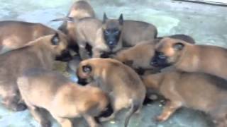 Chiots malinois à 1 mois de Cannelle amp Garry  2013 [upl. by Kirkpatrick]