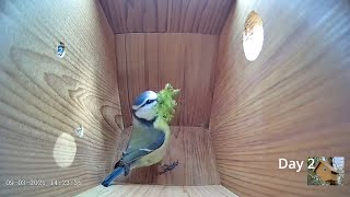 From empty nest to first egg in less than 8 minutes  BlueTit nest box live camera highlights 2021 [upl. by Brok330]