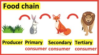 Food chains  Producer primary consumer secondary consumer tertiary consumer [upl. by Kiah]