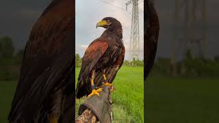 Harris Hawk [upl. by Cher]