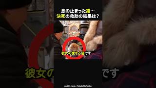 火事に巻き込まれた愛猫。奇跡は起きるのか感動海外動画感動ショートほっこり猫 [upl. by Kuska]