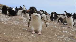 Rockhopper Penguins are So Curious [upl. by Phina316]