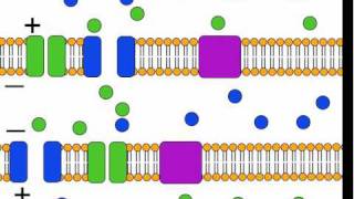 The Action Potential [upl. by Ham]