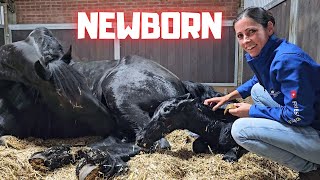 Welcome to the world newborn Yfke I have to help  This is very special  Friesian Horses [upl. by Amarillis127]